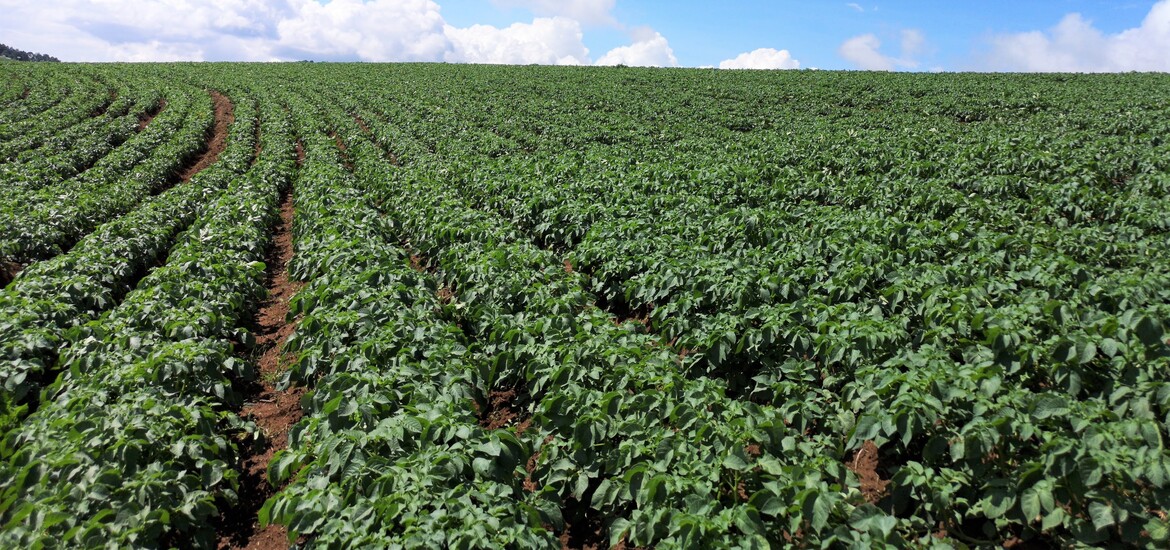 D As De Campo Parcelas Demostrativas Cinnagro